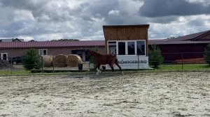 Дэревиль Хит 2021 #продажалошадей