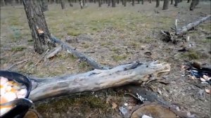 Одиночный поход в лес с ночевкой.Мозырь, Беларусь.