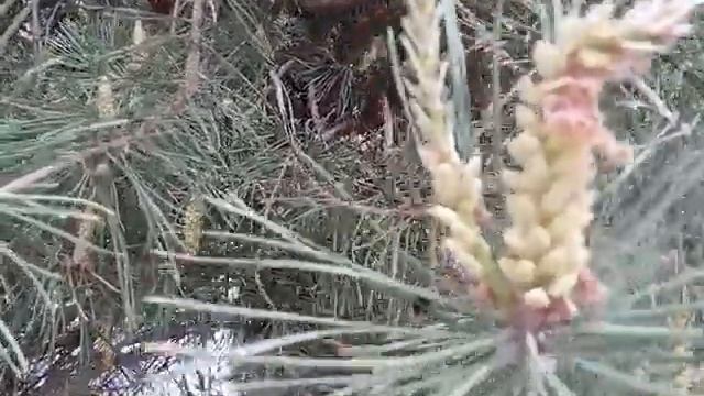 Пыльники сосны. Пыльцевые зерна