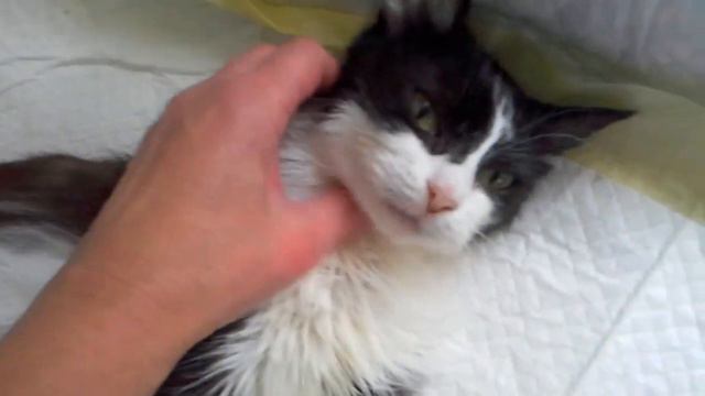 Зеленые глаза Афины)) смотреть онлайн