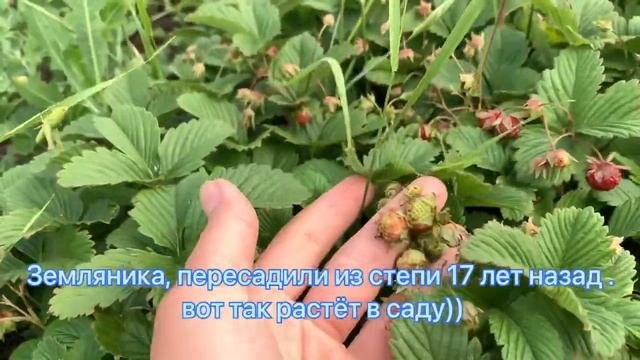 Жизнь в деревне Казахстана.. Обзор сада и огорода. Июнь месяц // Что изменилось с конца апреля.