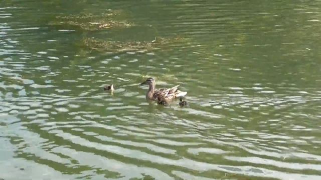 Утка или селезень. Кто победил? смотреть онлайн