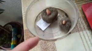 Аморфофаллусы. Осмотр клубней.