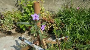 Mexican Petunia full of flowers blooms in hanging bottles at Asim Rooftop Garden