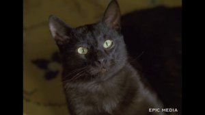 ИЗ БИБЛИОТЕКАРЯ В БОГАЧИ - Блюз опадающих листьев - Фильм / Детектив. Триллер