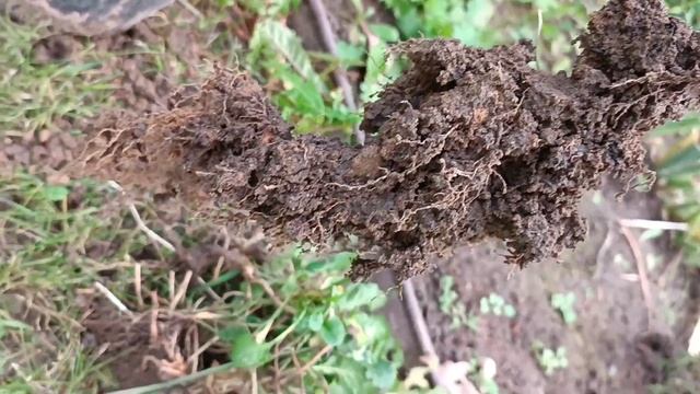 Посадка декоративних кущів під парканом/Дерен/Бересклет/Пухироплідник