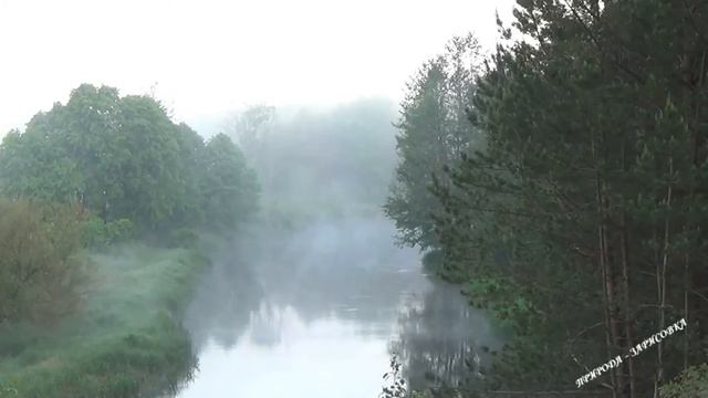 ТУМАННОЕ УТРО НА РЕКЕ с Пением Птиц и Звуками Природы на Реке Нёман | ОТДОХНИТЕ ~ 🌿