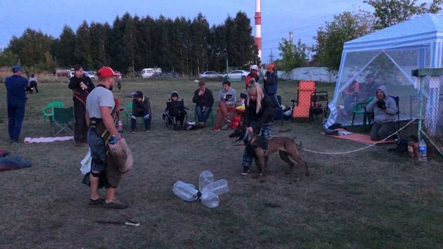 Тестирование Бельгийская Овчарка Малинуа