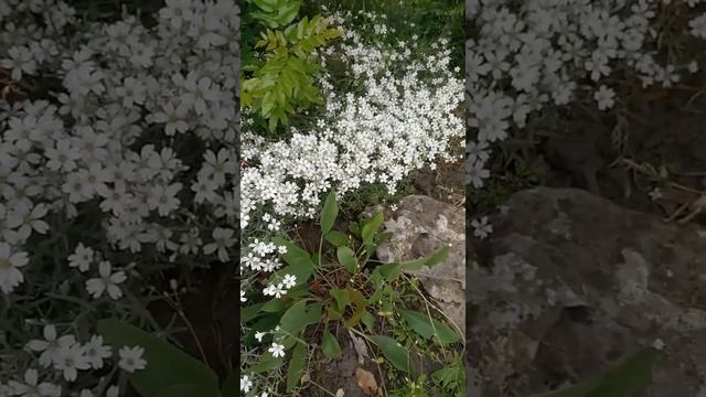 Ясколка войлочная, церастиум | Cerastium tomentosum