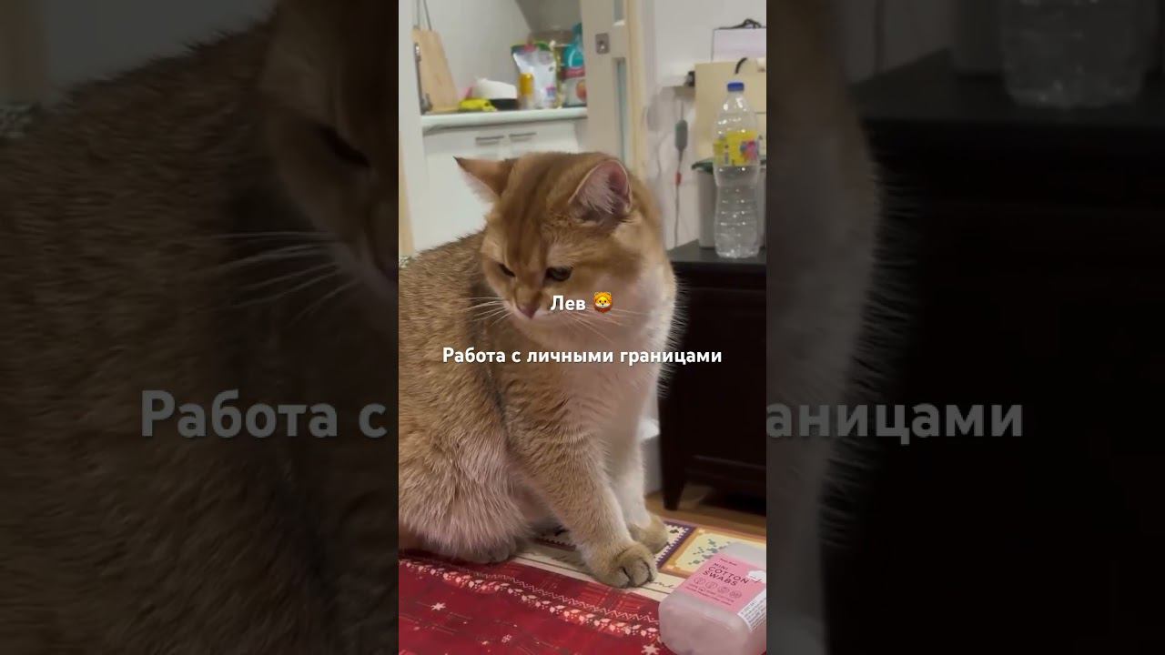 4 августа 2024 г. смотреть онлайн