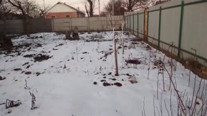 Уход за молодыми деревьями зимой