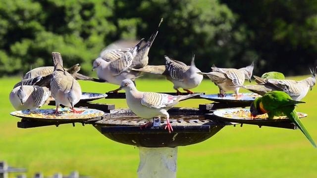 WILD BIRDS Of Australia | Fauna Australiana.