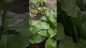 дезавуирую, представленную хосту, Red October