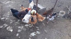 Ливенские ситцевые и мини мясные куры  в 5 месяцев.