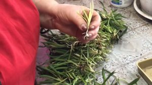 ЧЕРЕНКОВАНИЕ ГВОЗДИКИ