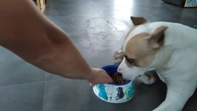 Как отучить собаку рычать на хозяина, когда она ест. Пищевая агрессия. Стаффордширский терьер. смотреть онлайн