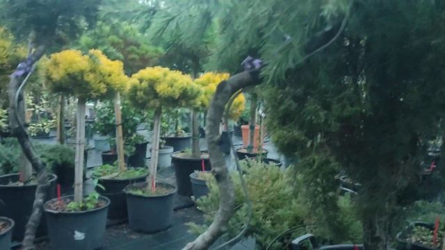 Кедр гималайский на штампе. смотреть онлайн