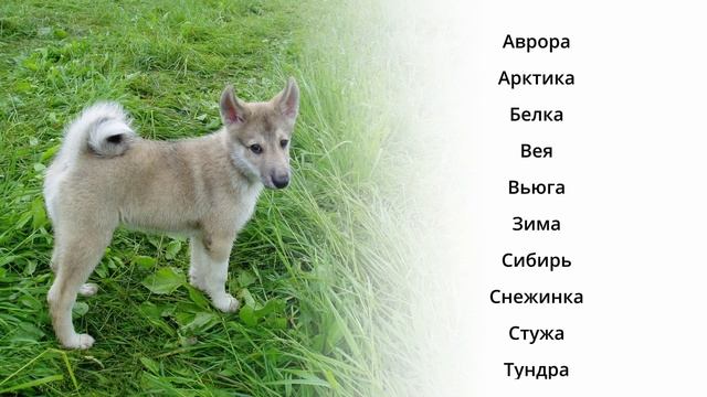 Клички для западносибирской лайки | красивые имена для лаек смотреть онлайн