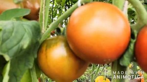 Томат Зефир в Шоколаде