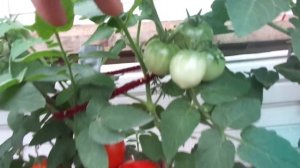 ОГОРОД НА БАЛКОНЕ - ПАСЫНКОВАТЬ ИЛИ НЕТ ТОМАТЫ? Ольга Чернова.