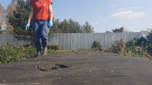 как я пересаживаю ягоды осенью#укрывной материал