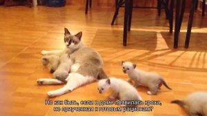 Как приучить котенка к сухому корму?