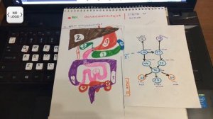 Правила висцерального массажа живота | КРУГИ ВЗАИМОДЕЙСТВИЯ (по Огулову)