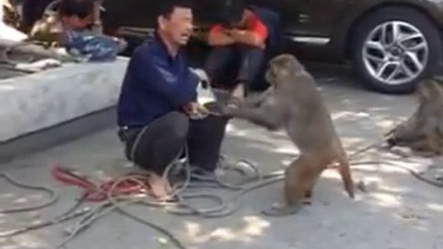 Funny!!! Monkey Slaps Man in Face... смотреть онлайн