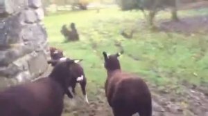 УМНЫЕ ОВЦЫ ЦВАРТБЛЕС ПРОДАЖА