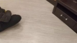 Выбор щенка ши тцу))