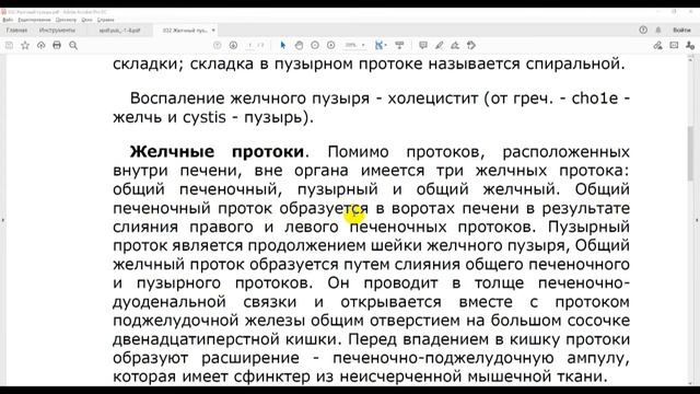 31 Желчный пузырь