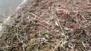 Как легко и просто отчистить пруд от камыша перед рыбалкой!!!