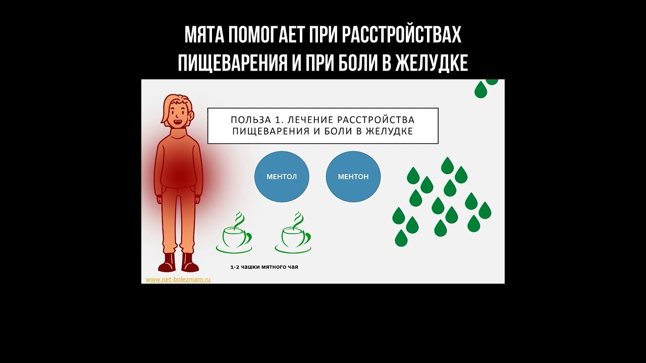 Мята помогает при расстройствах пищеварения и при боли в желудке смотреть онлайн