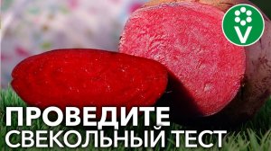 Свекла и здоровье почек: где правда?