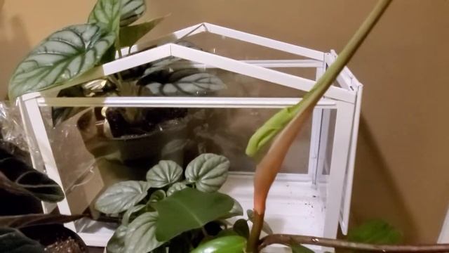 Philodendron Florida green - plant growth смотреть онлайн