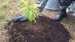 Как посадить персик в грунт. Сергей Милованов.