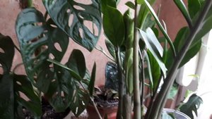 Июль. Замиокулькас после пересадки.