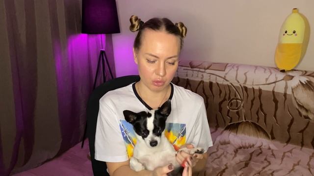 10 фактов о чихуахуа Блэки. Моя собака по гороскопу ВЕСЫ. Самый обаятельный и озорной пёс - блогер. смотреть онлайн