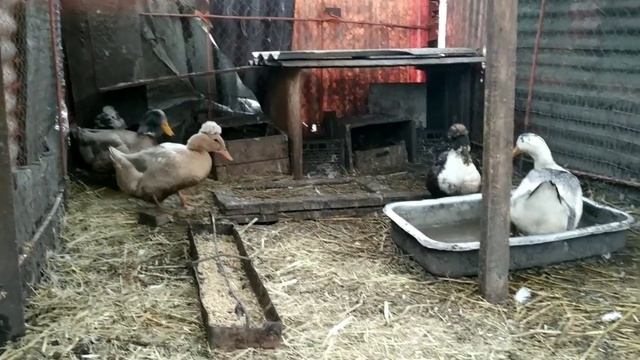 Особенности ухода и кормления для хорошего набора веса. Голубой Фаворит. смотреть онлайн