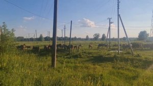На Алтай на машине из Москвы. День 2. Башкирский табун лошадей. Ночевка в горном хуторе на Урале.