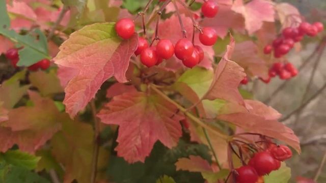 Калина. Два в одном: красота и польза! смотреть онлайн