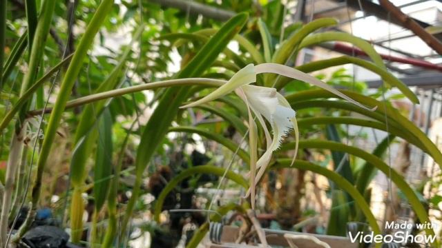 Elegant orchid - Rhynchovola David Sander смотреть онлайн