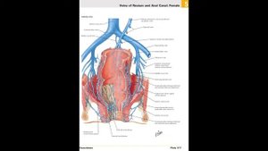 Анатомия и физиология - Лекция 69 - Анатомия и функции толстой кишки; гниение