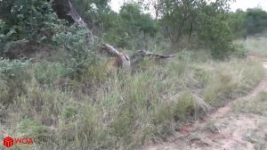 Мать Бородавочник Выбить, Чтобы Спасти Ребенка От Леопарда, Но Не.