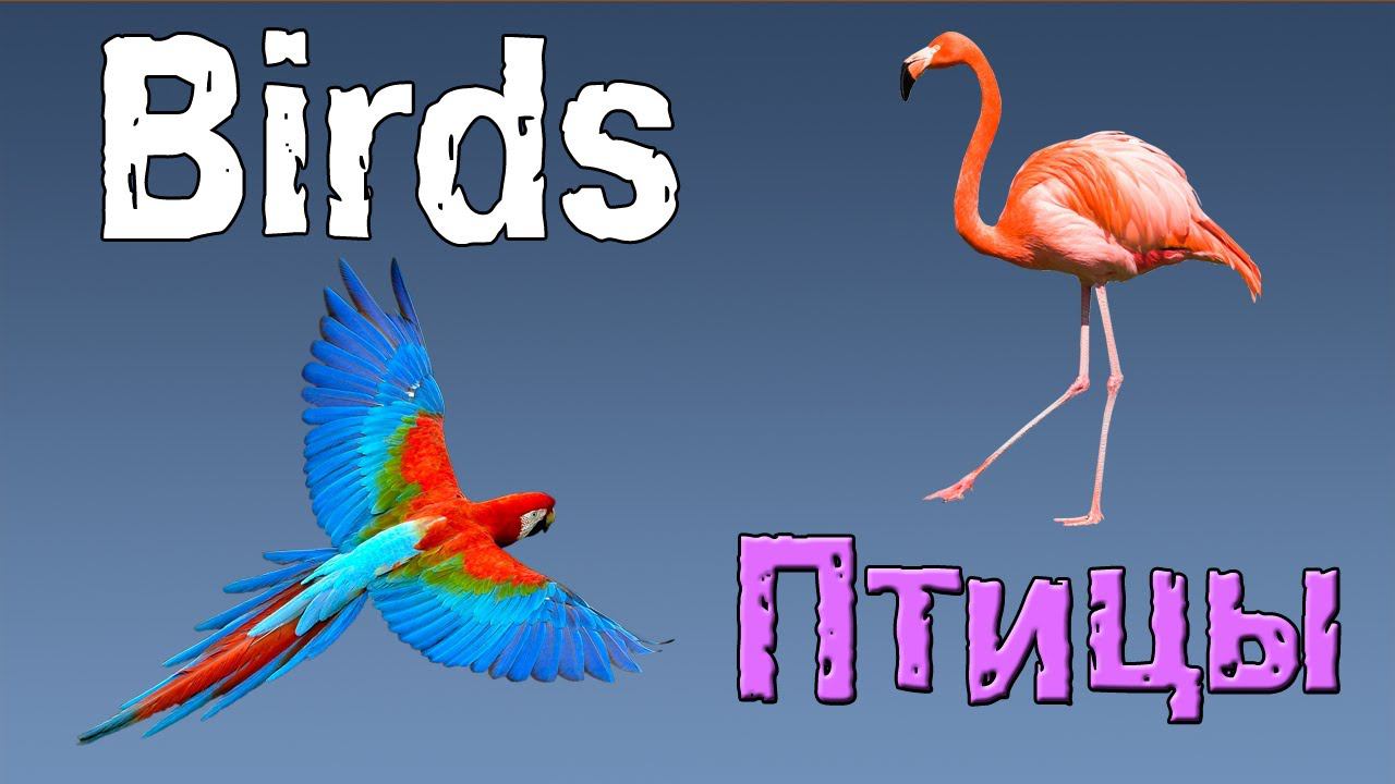 Английский для начинающих. Птицы на английском языке. смотреть онлайн