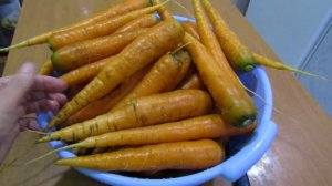 Как вырастить ровную морковку. Мой опыт
