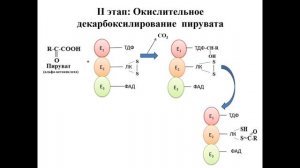 Лекция № 7.1. Окислительное декарбоксилирование пирувата