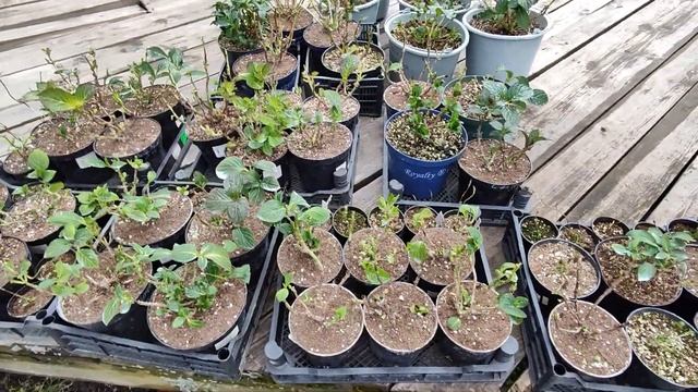 Гортензия крупнолистная готова к зимовке? Переезд в хранилище?16.11.2023 смотреть онлайн