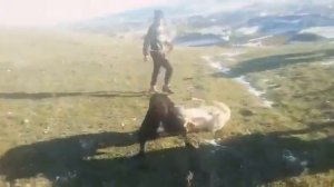 Сабачий бой карабудахкенте