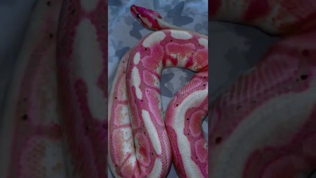 Розовый питон #snake #pinksnake #редкиезмеи #краснаякнига